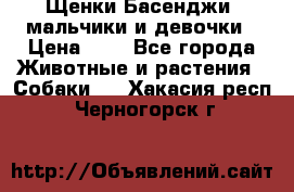 Щенки Басенджи ,мальчики и девочки › Цена ­ 1 - Все города Животные и растения » Собаки   . Хакасия респ.,Черногорск г.